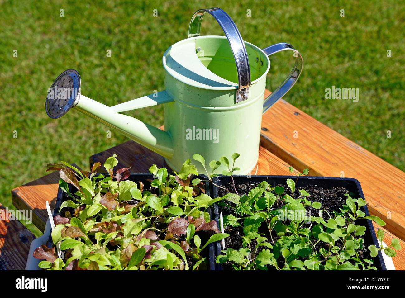 Salad Bowl lettuce seedlings and Spicy Mix salad seedings with a mini watering can to the rear Stock Photo