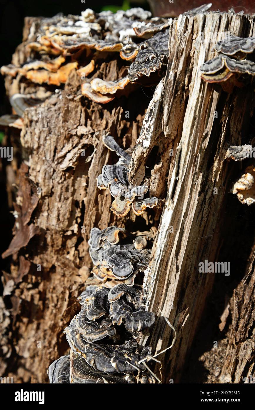 Fungi growing on rotting cherry tree stump, Staffordshire, England, UK, Europe. Stock Photo