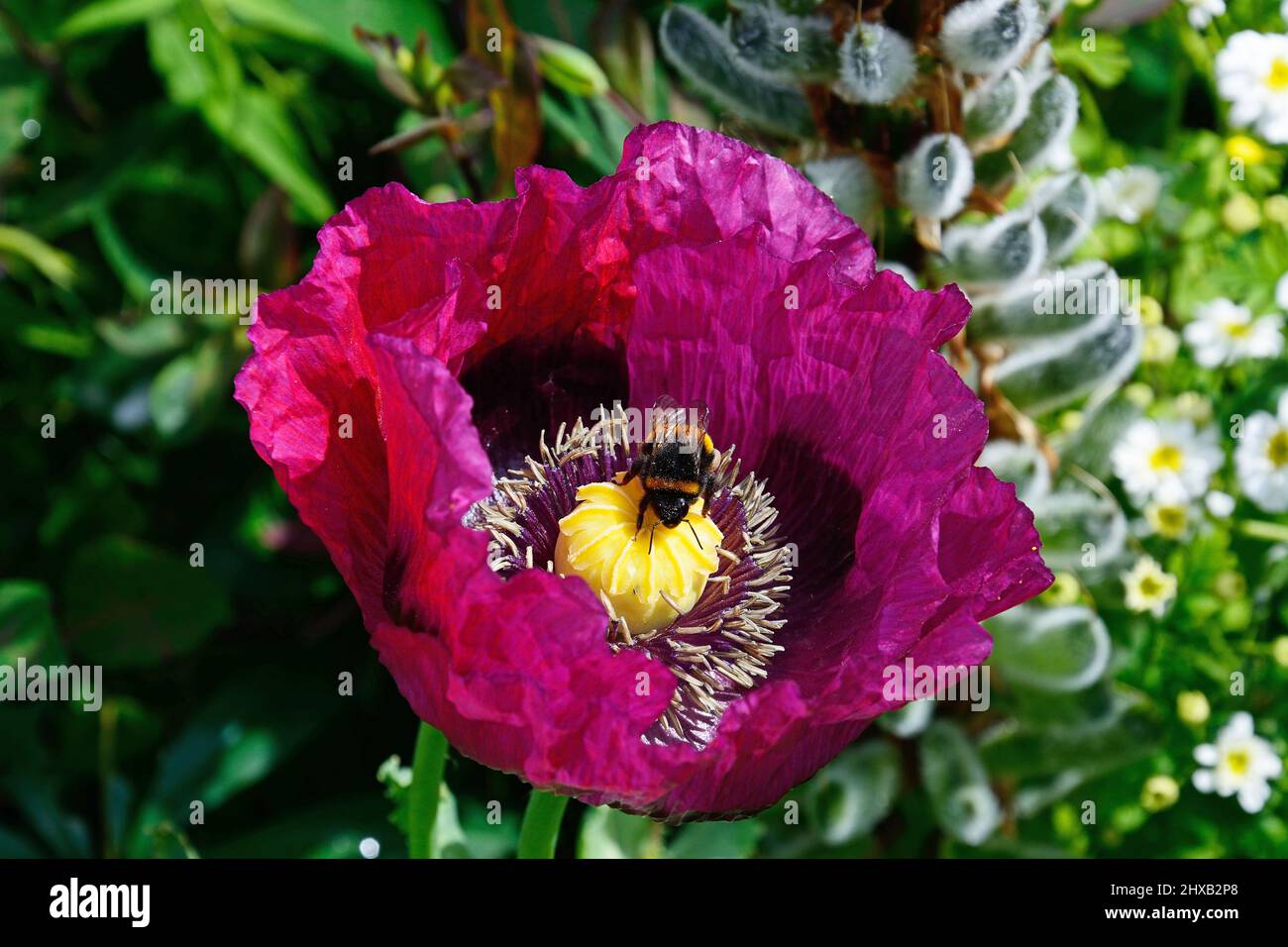 Bumble bee on a purple poppy during the Springtime, Staffordshire, England, UK, Europe. Stock Photo