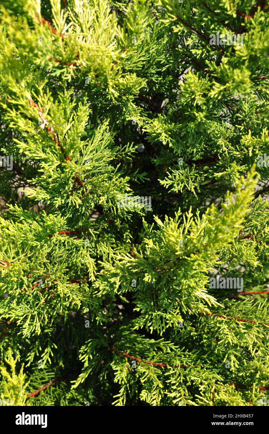 Needle leaf pine tree in its natural environment, green pine tree in