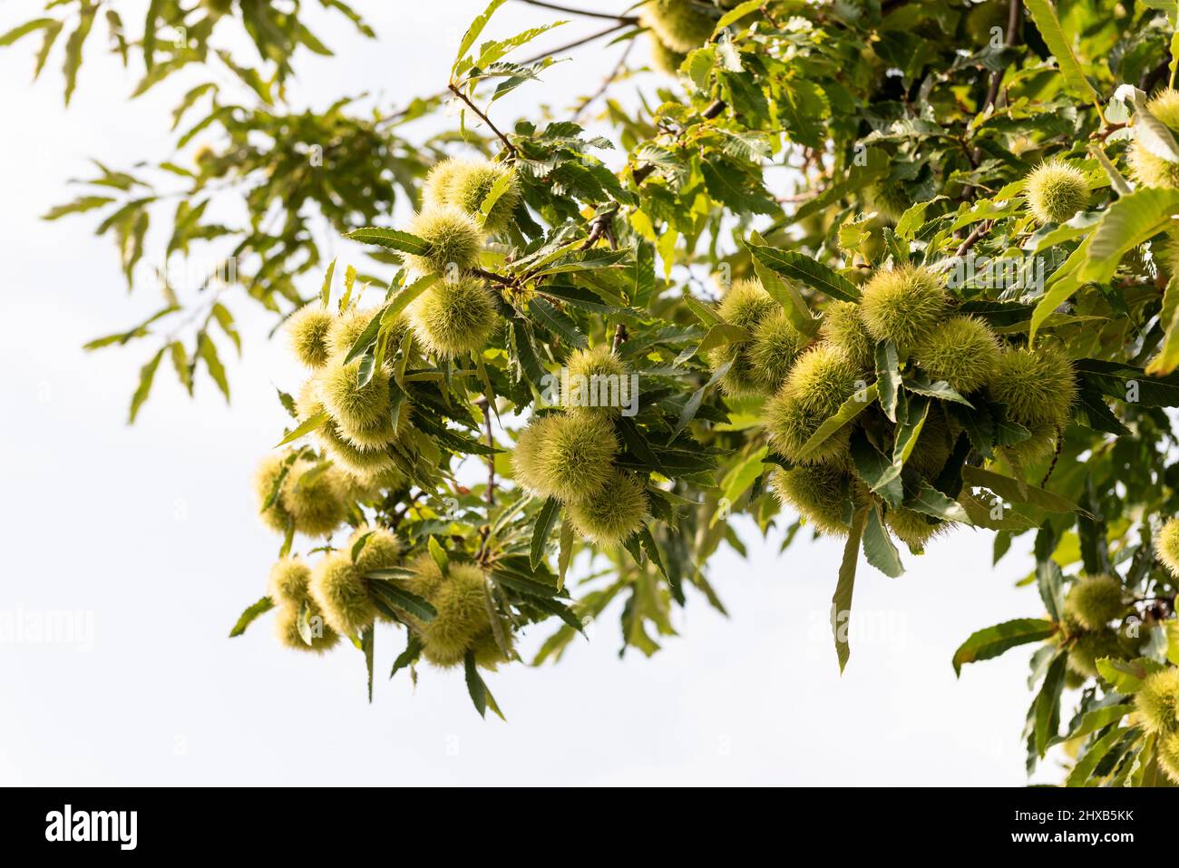 Tree branches with green curly chestnut. Stock Photo
