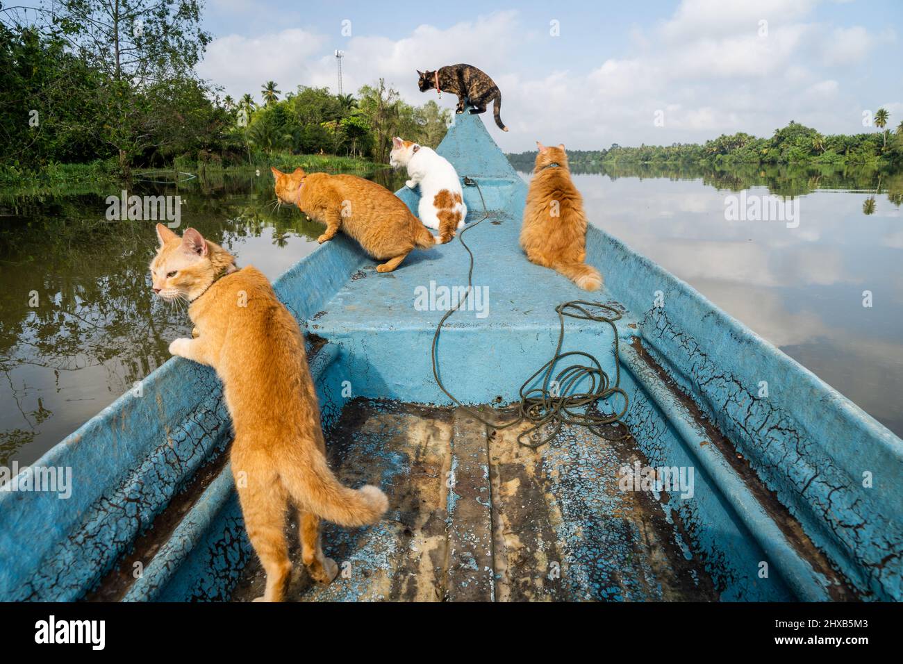Rescue cats look for fish aboard a longtail fishing boat at the Tapi River in Surat Thani. In Surat Thani Thailand a local fisherman takes his rescue cats fishing in the mangroves