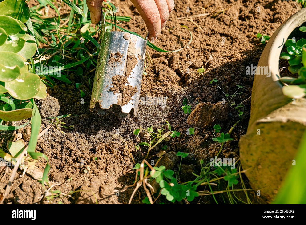 Gardener planting flower bulbs with garden bulb planting tool in the