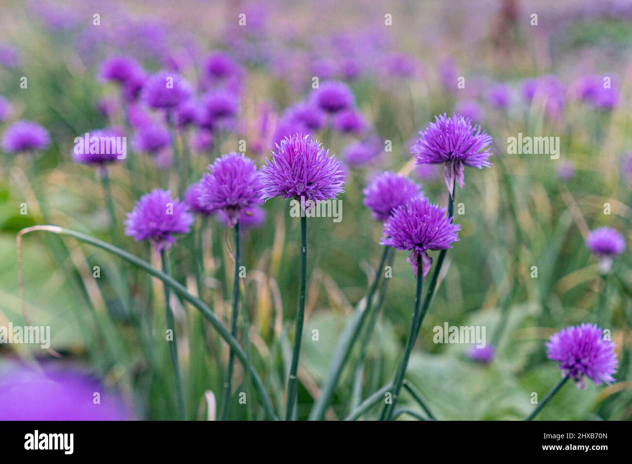 Violet alpine chive growing at the mountain meadows. Stock Photo