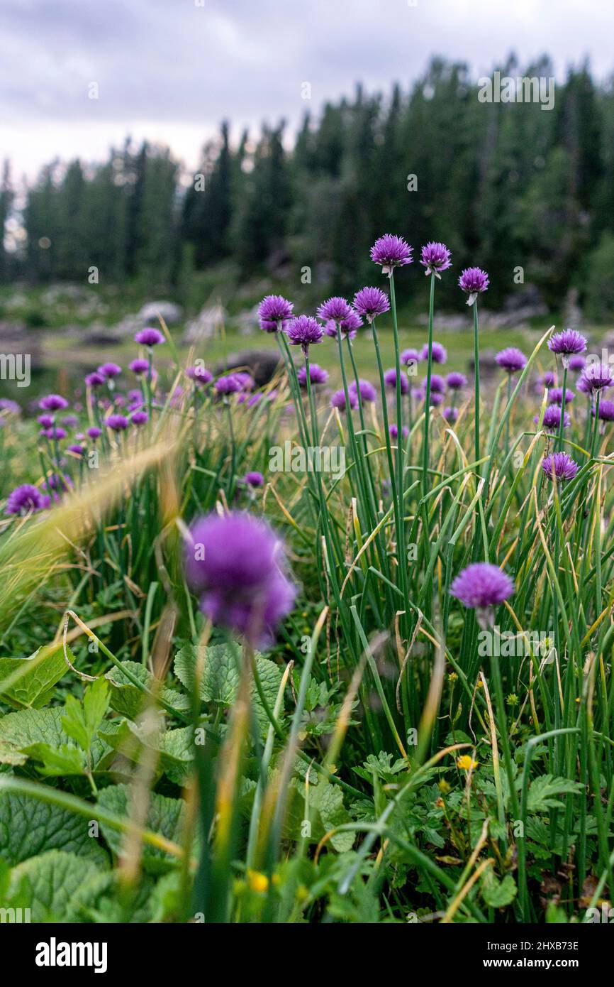 Violet alpine chive growing at the mountain meadows. Stock Photo