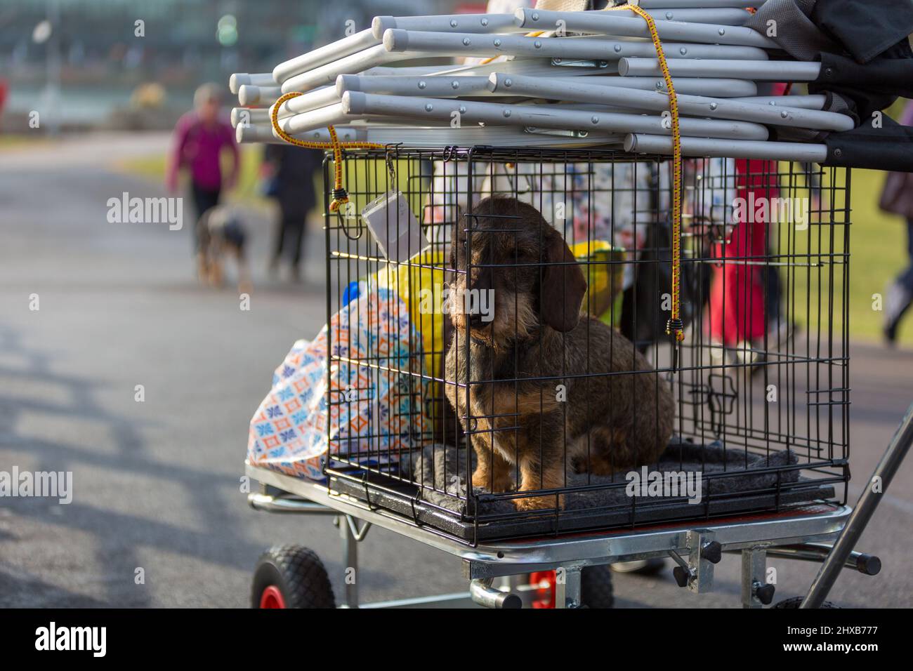 Birmingham, 11  March 2022. A Longhaired Dachshund   arrives on wheels for  the second day of Crufts 2022 at the NEC in Birmingham UK. ©Jon Freeman/Alamy Live News Stock Photo