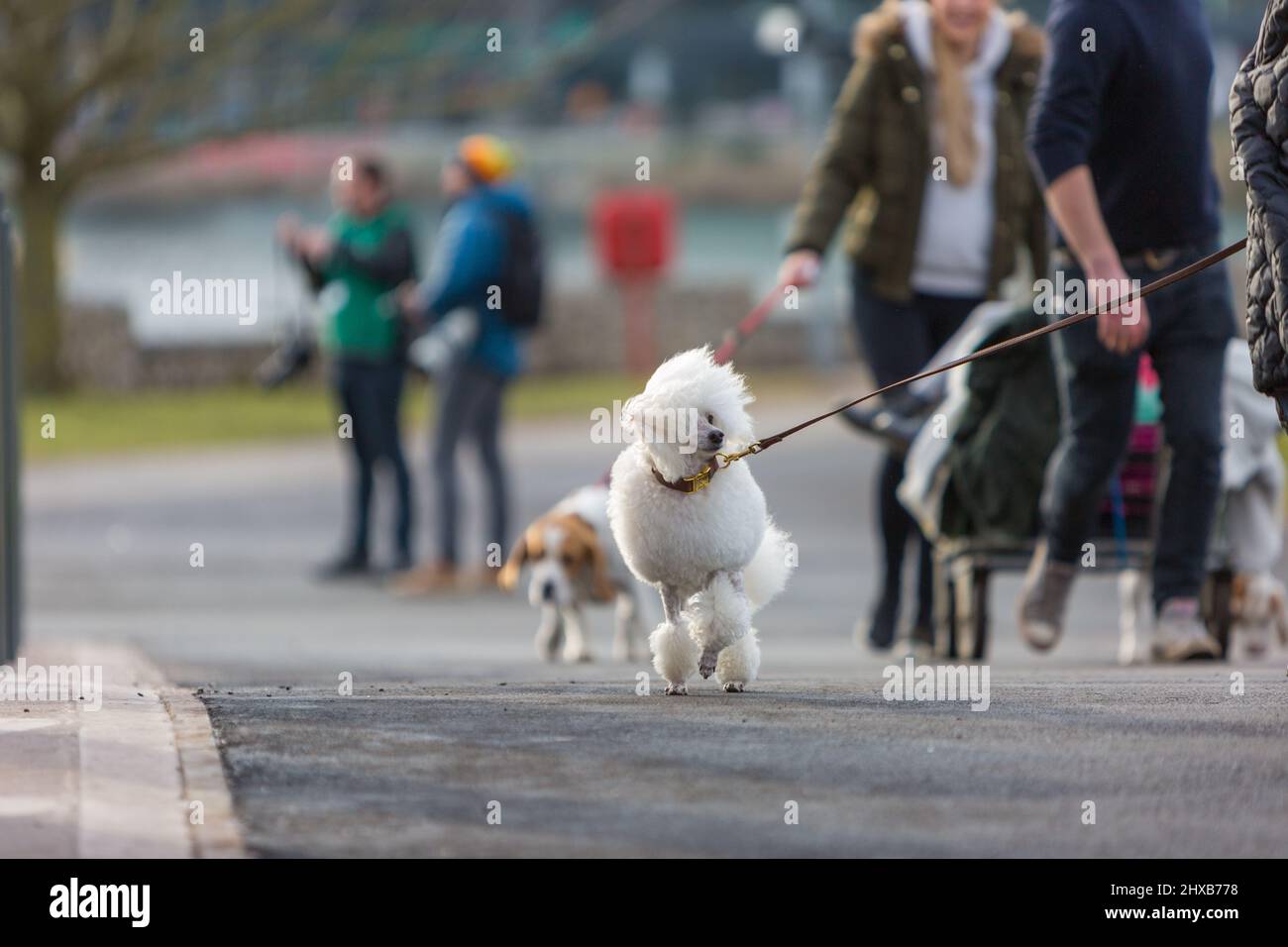 Birmingham, 11  March 2022. A Miniature Poodle battles the wind on arrival at  the second day of Crufts 2022 at the NEC in Birmingham UK. ©Jon Freeman/Alamy Live News Stock Photo