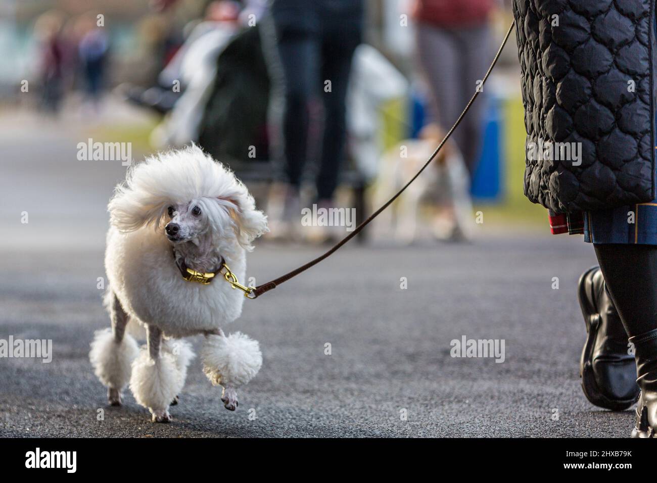Birmingham, 11  March 2022. A Miniature Poodle battles the wind on arrival at  the second day of Crufts 2022 at the NEC in Birmingham UK. ©Jon Freeman/Alamy Live News Stock Photo
