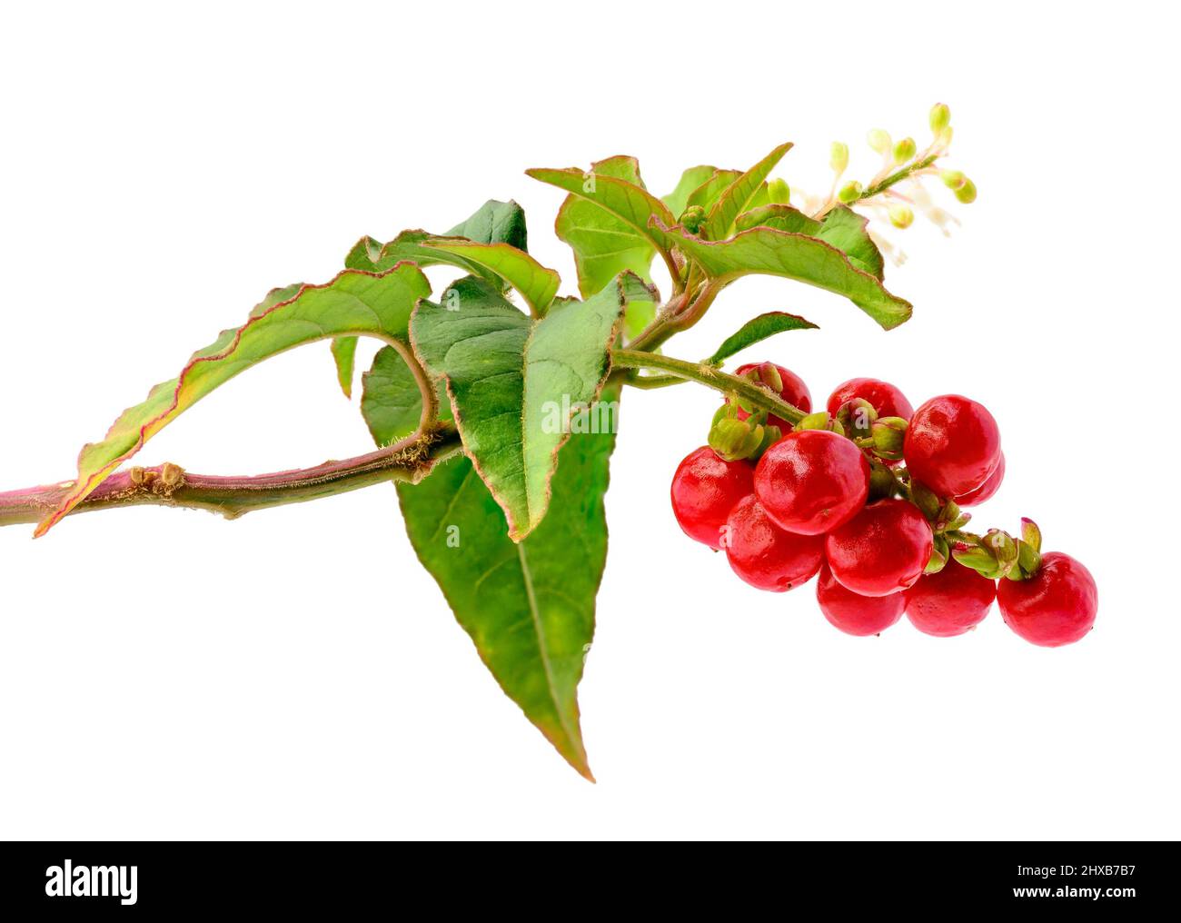 pigeon berry plant, also known as rivina humilis or blood berry, very harmful and toxic to humans and pets, isolated on white background, closeup Stock Photo