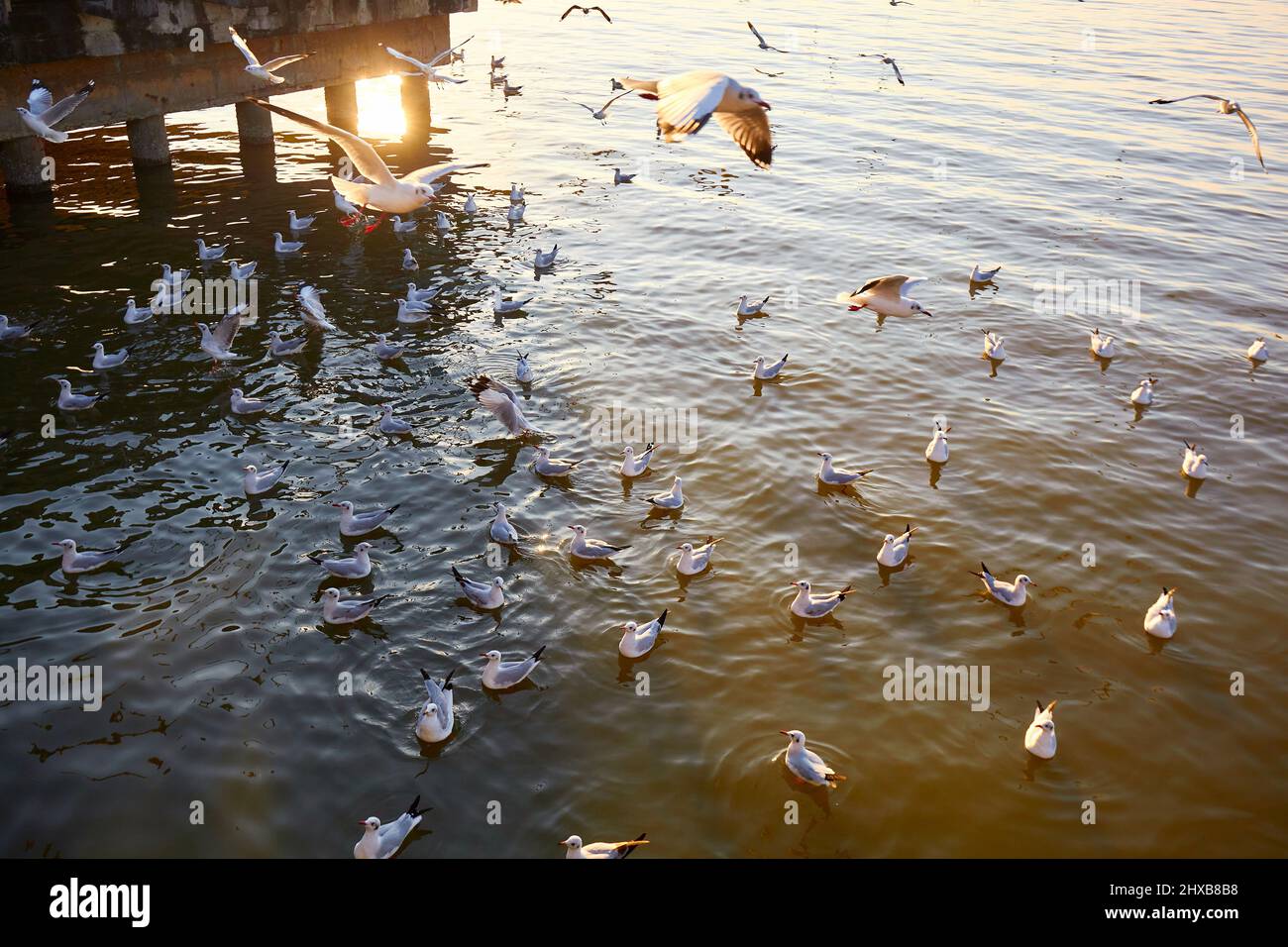 Flock of seagulls flying and floating on the sea Stock Photo - Alamy