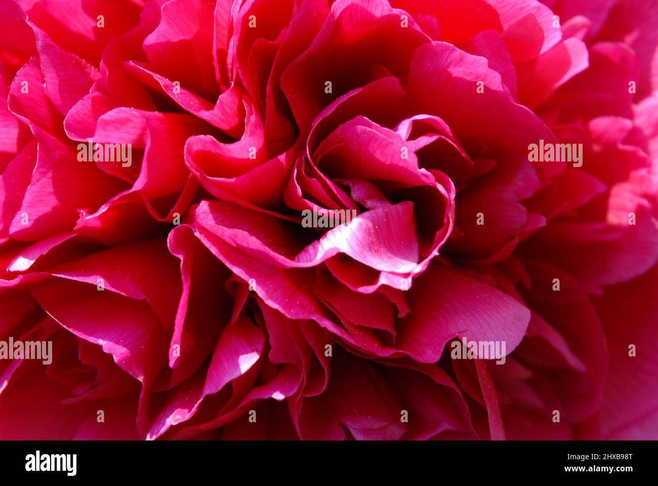 detail of red peony petals in sunlight Stock Photo