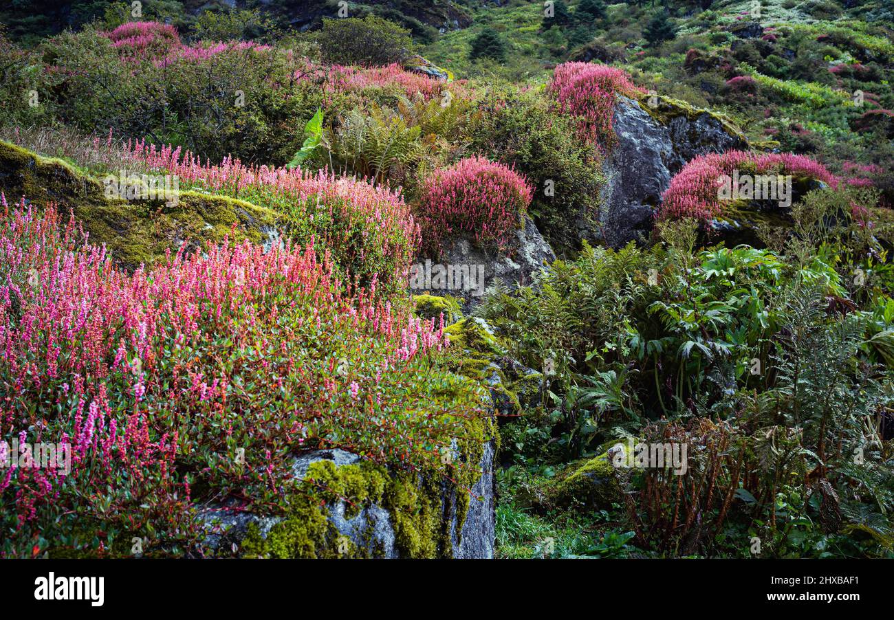 Flowering alpine plants rooted on large rocks and other flora along the steep slopes of the high Himalayas above the tree line near Tawang, India. Stock Photo
