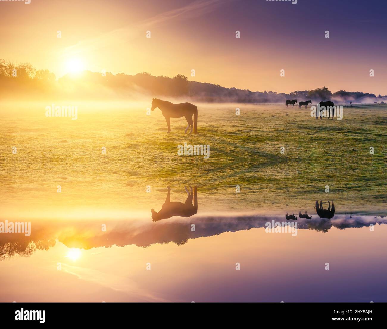 Instagram horse hi-res stock photography and images - Alamy