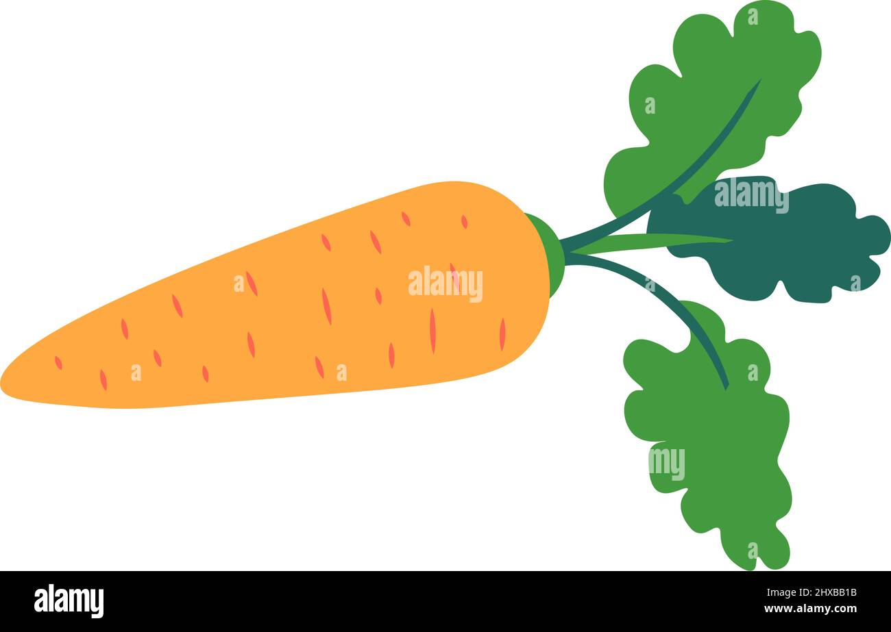 Carrot vegetable with leaves, nutritious veggie Stock Vector Image