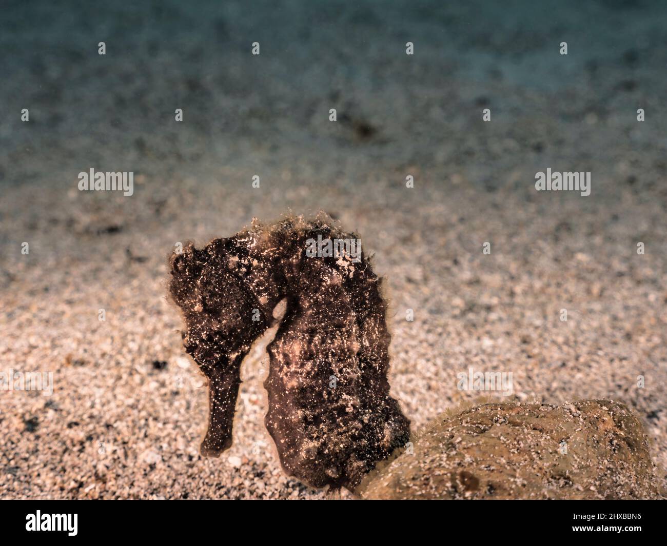 Seascape with Seahorse in the coral reef of Caribbean Sea, Curacao Stock Photo