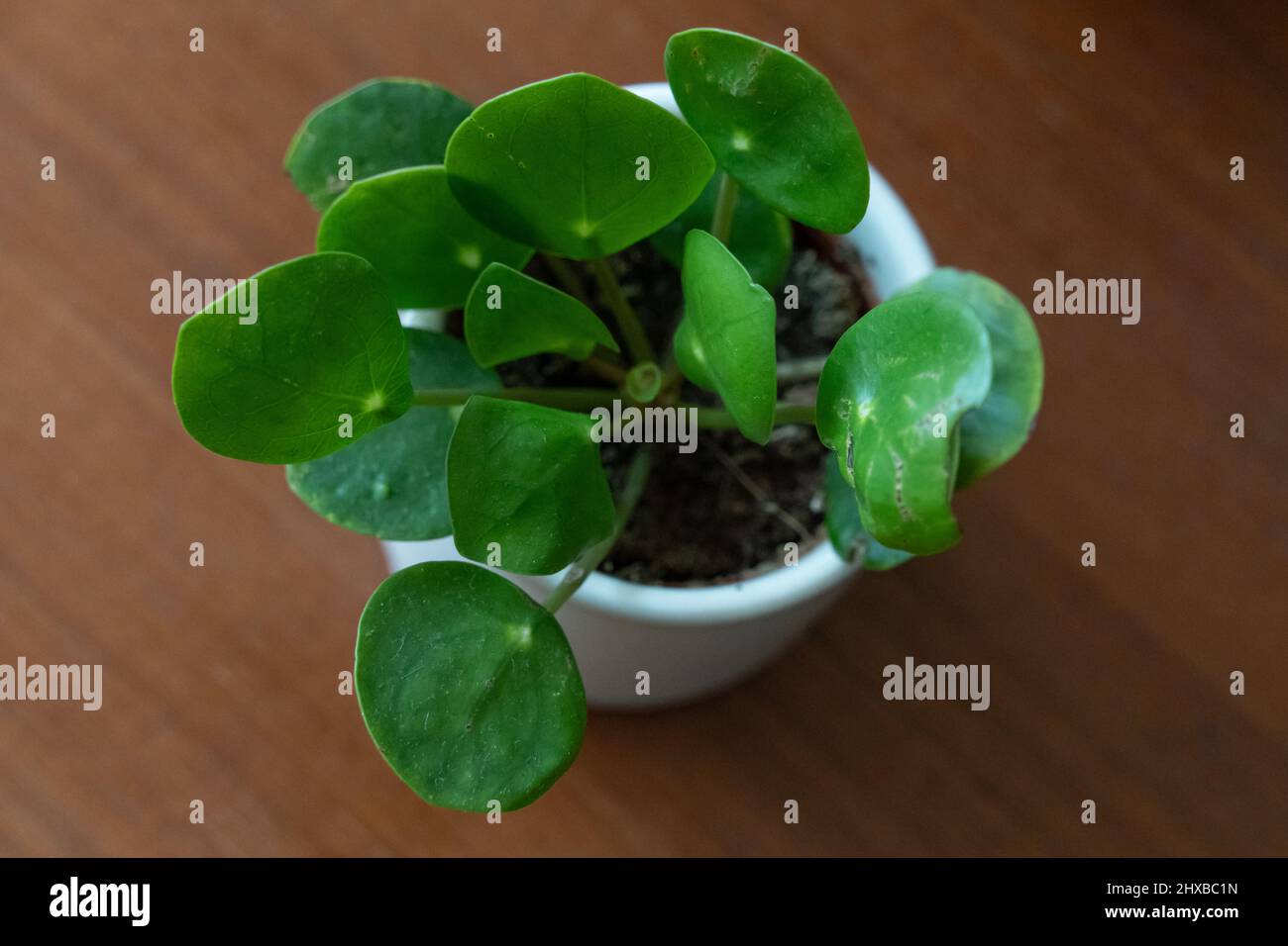 Pilea peperomioides - Chinese money plant, in a white ceramic pot  on a dark brown 1950s vintage Stock Photo