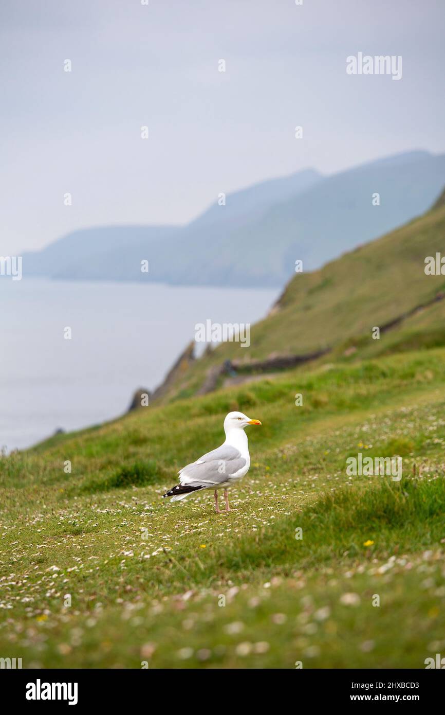 Seagull with the famous Great Blasket Island in the background at Dunquin, Kerry, Ireland, Stock Photo