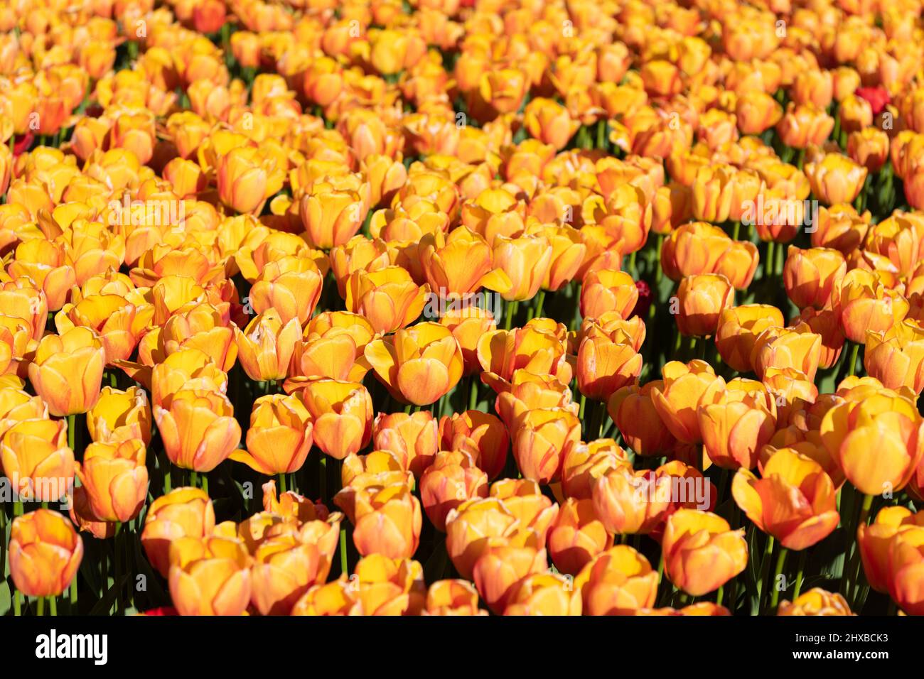 yellow tulip flower field with colorful natural background. nature