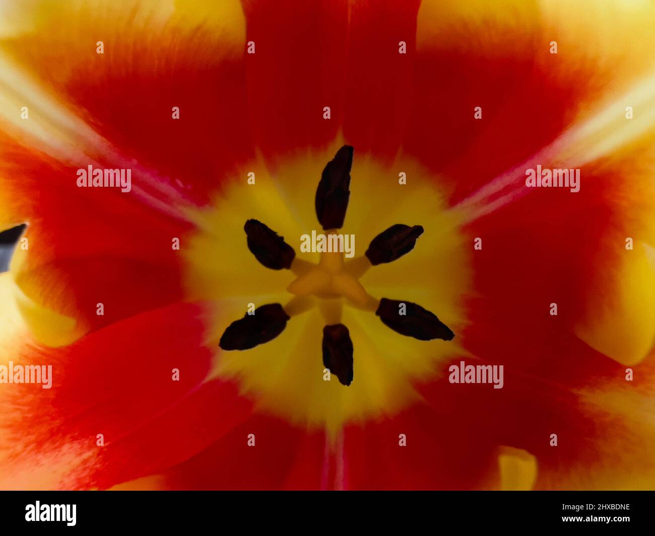 Botanic closeup macro color hi-res stock photography and images - Alamy