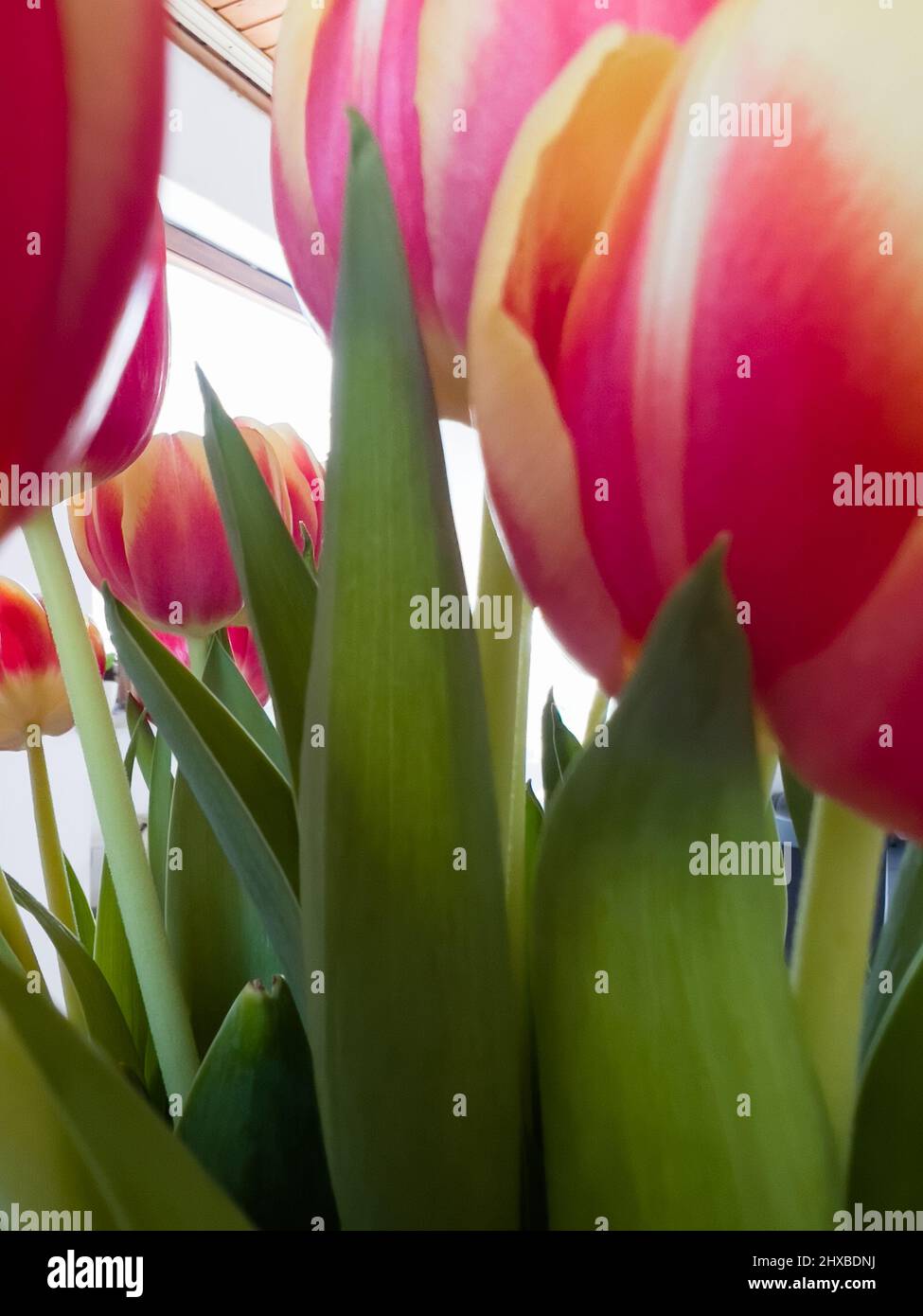 Bouquet of tulips with a window on the background Stock Photo