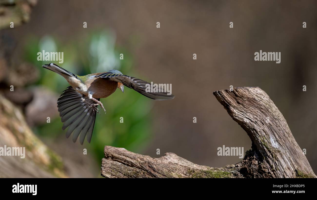 A male common chaffinch (Fringilla coelebs) comes in to land on the bough of a a fallen tree Stock Photo