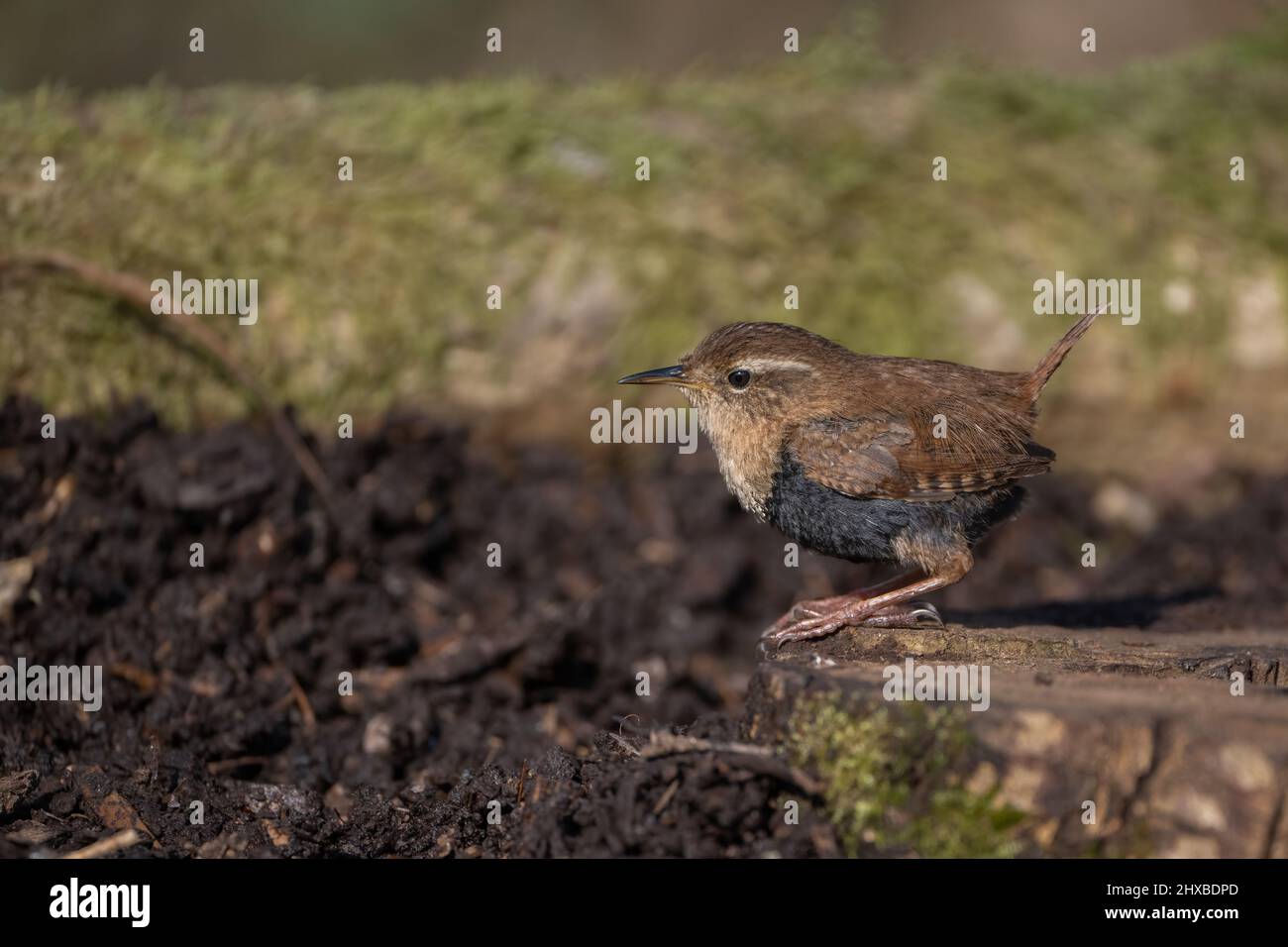 A tiny Eurasian wren (Troglodytes troglodytes) on a log in a wood in Sussex, England Stock Photo