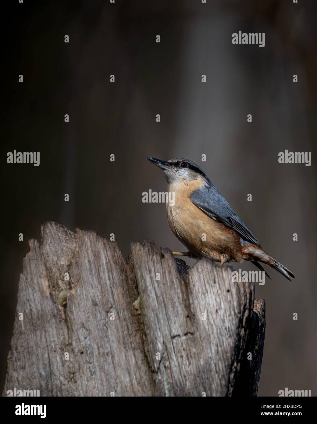 A Eurasian nuthatch (Sitta europaea) sits on a wooden post in an ancient wood in Sussex, England Stock Photo