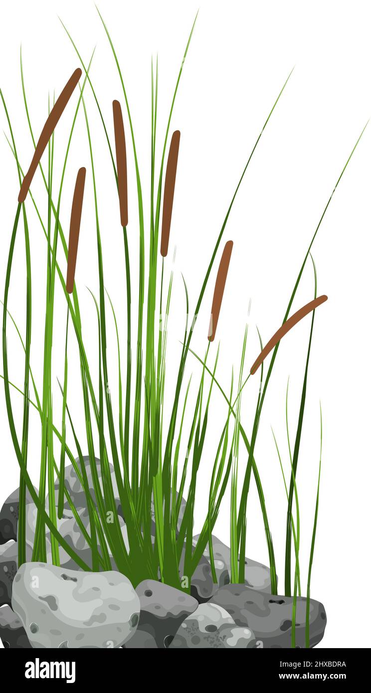 Cane silhouette on white background.Hand drawn reed or pampas grass ...