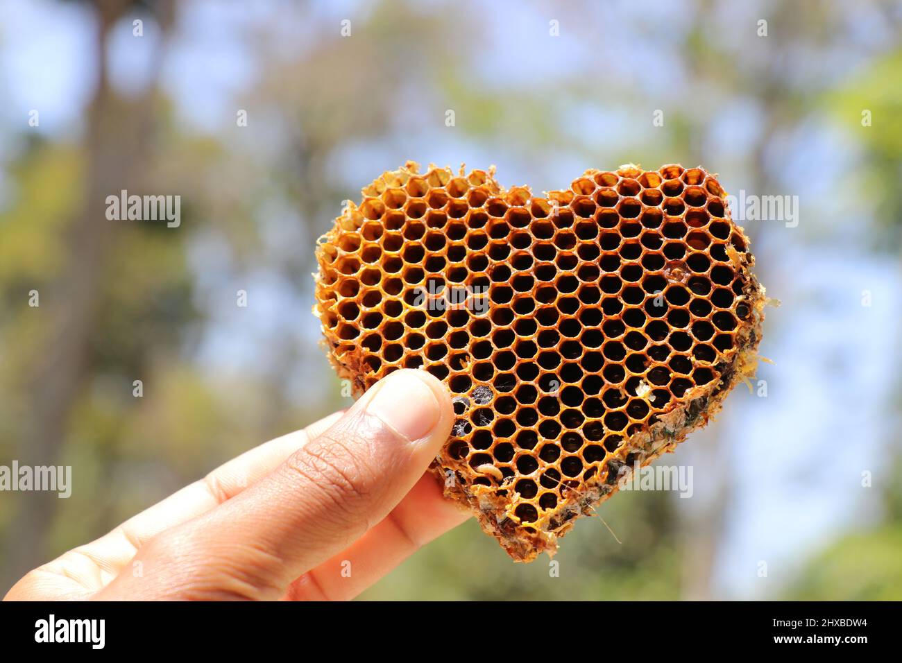 Heart shaped Honeycomb held in hand on daylight with nature background. Concept of sweetheart using honeycombs Stock Photo