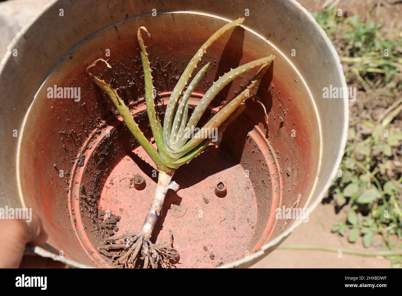 Aloe vera plant in a pot after removing old soil. Transplanting home garden plants concept Stock Photo