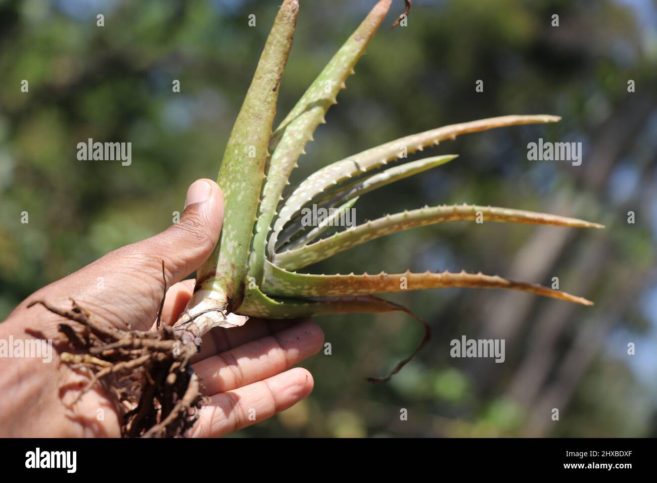 Aloe vera Orchidea piante Foto stock - Alamy