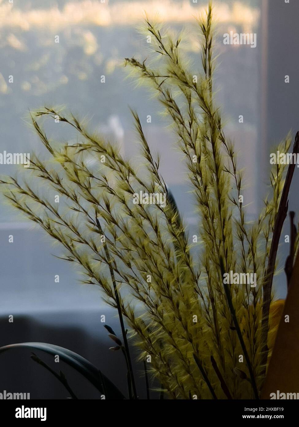 Green fluffy grass, indoor, in a vase Stock Photo Alamy