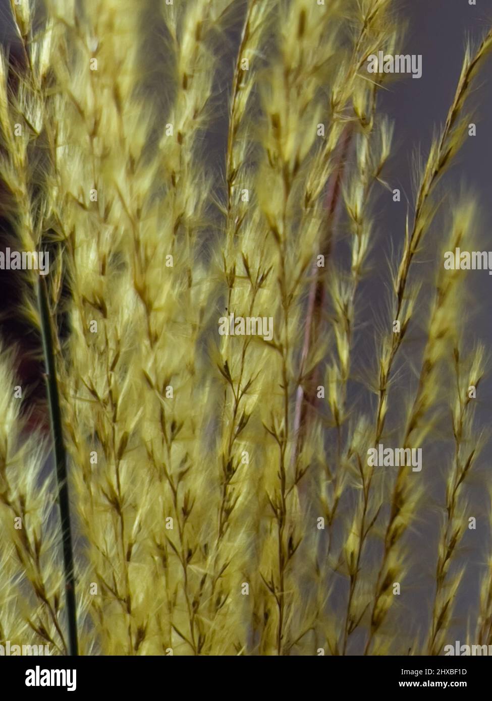 Green fluffy grass, indoor with contour light Stock Photo Alamy