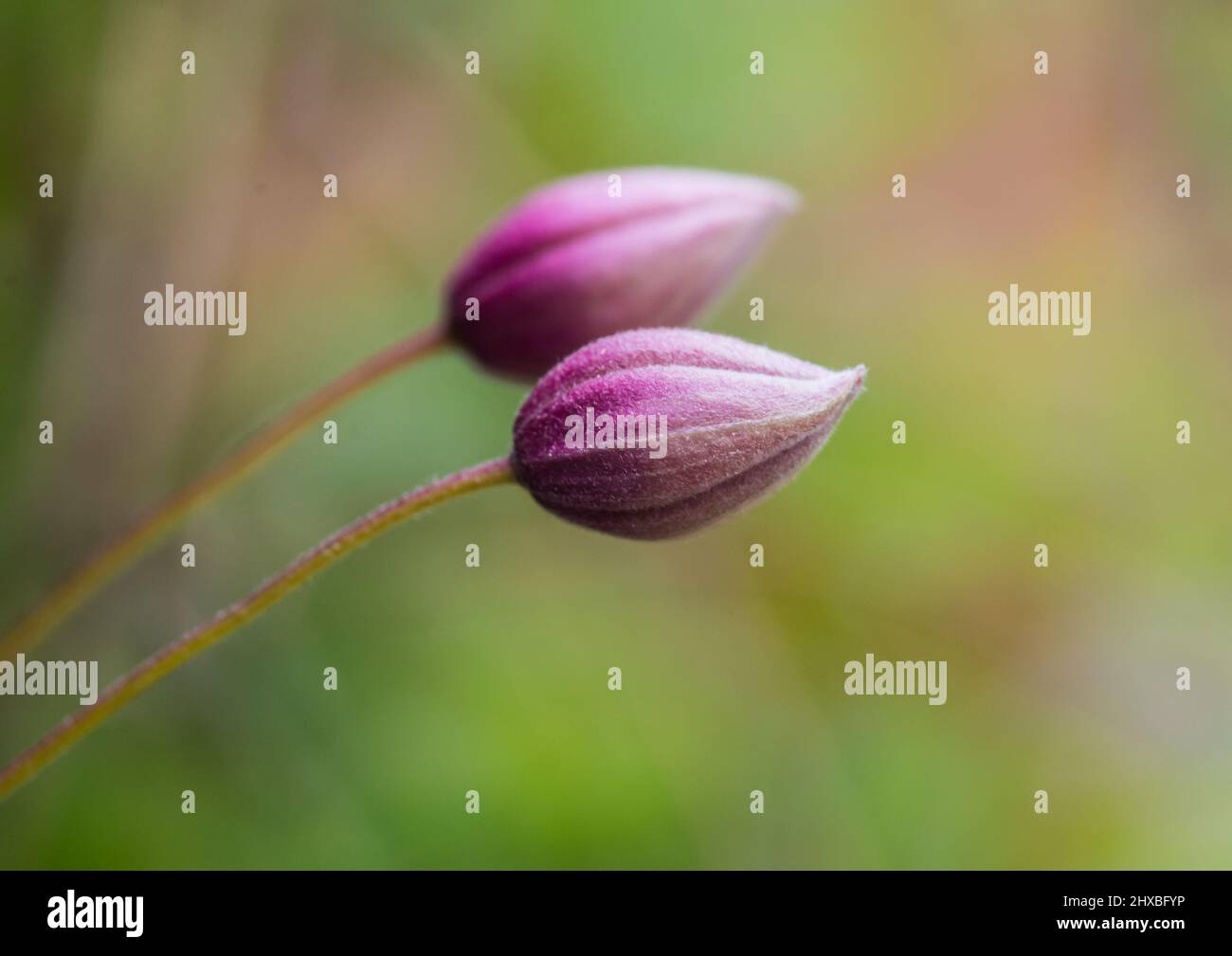 A macro shot of a pair of clematis montana glower buds. Stock Photo