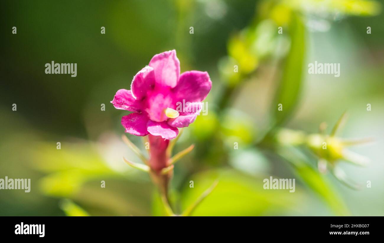A macro shot of a pink jasminum beesianum bloom. Stock Photo