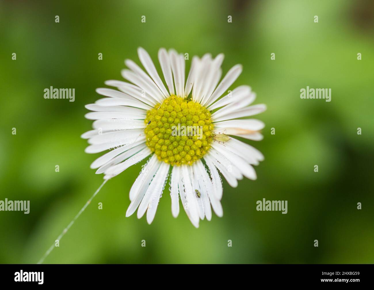 A macro shot of a white erigeron bloom with a greenfly trying to hide. Stock Photo
