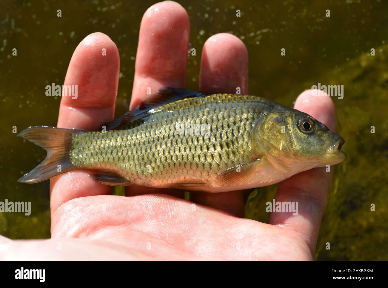Baby carp 2024