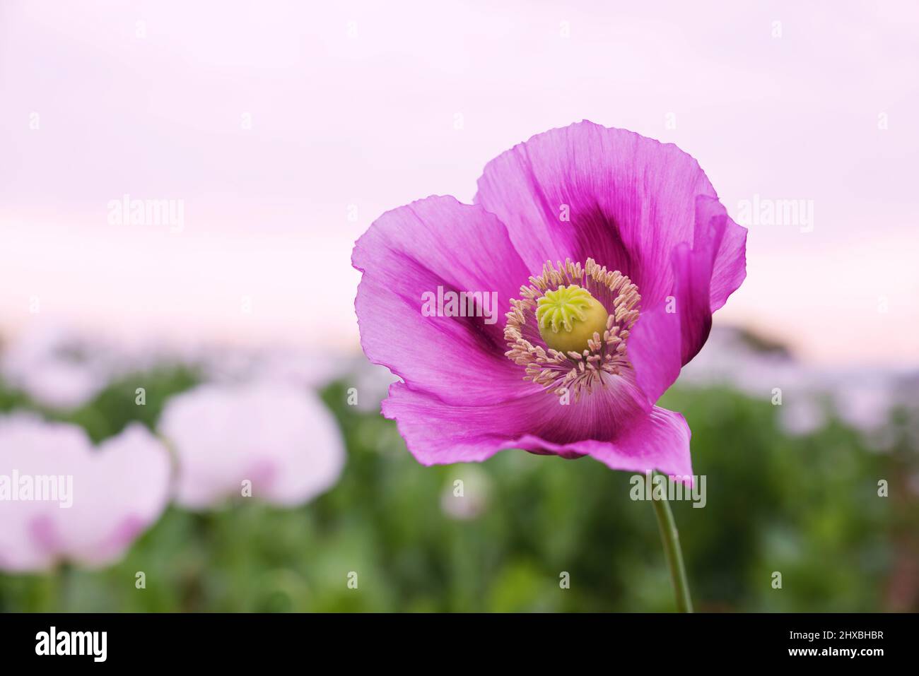 Blooming poppy ( Papaver Somniferum ) on field. Spring flower. Nature ...