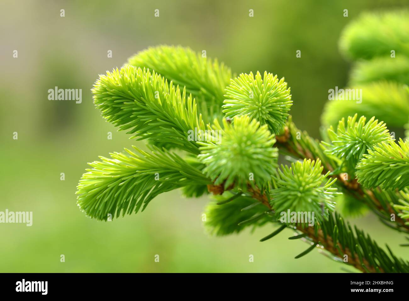 Close up spruce plant hi-res stock photography and images - Alamy