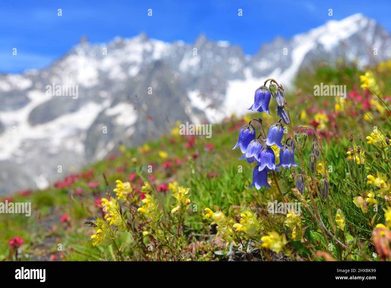 Bearded Bellflower (Campanula barbata) growing in the mountain meadow. Summer landscape with Mont Blanc massif (Monte Bianco) at the background. Aosta Stock Photo