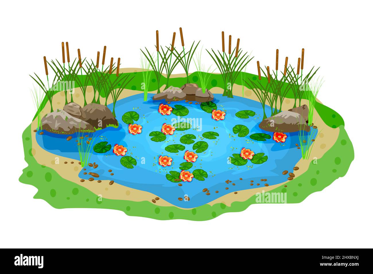Small blue pond with water lilies,bulrush plants and stones on isolated white background.Oval water reservoir for landscape design.Vector illustration Stock Vector