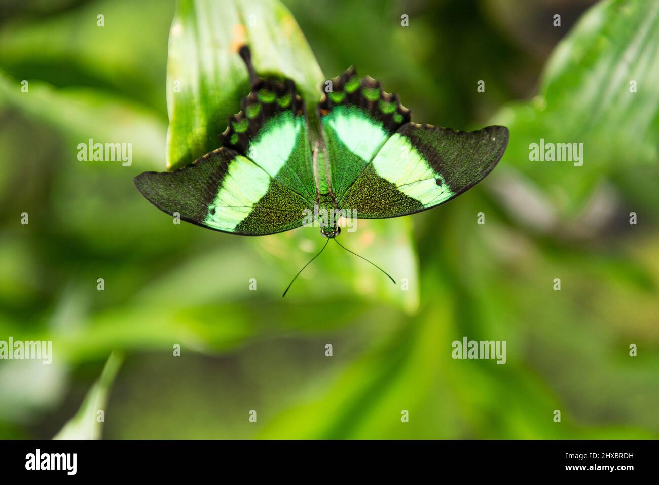 Green butterfly emerald swallowtail with open wings on blurry nature natural background Stock Photo