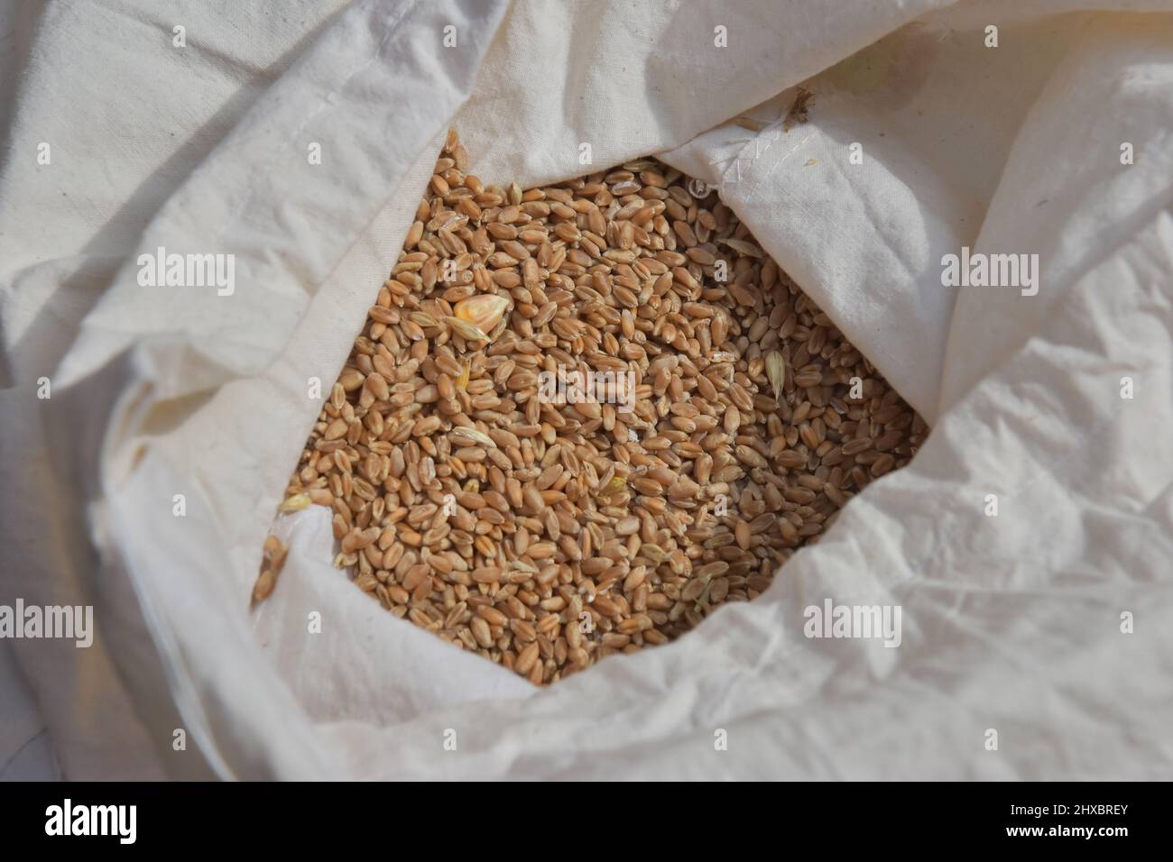 A bag of wheat grain. Stock Photo