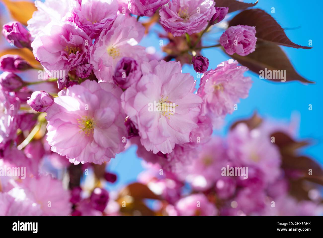 pink flowers of blooming sakura tree in spring. japanese cherry Stock ...