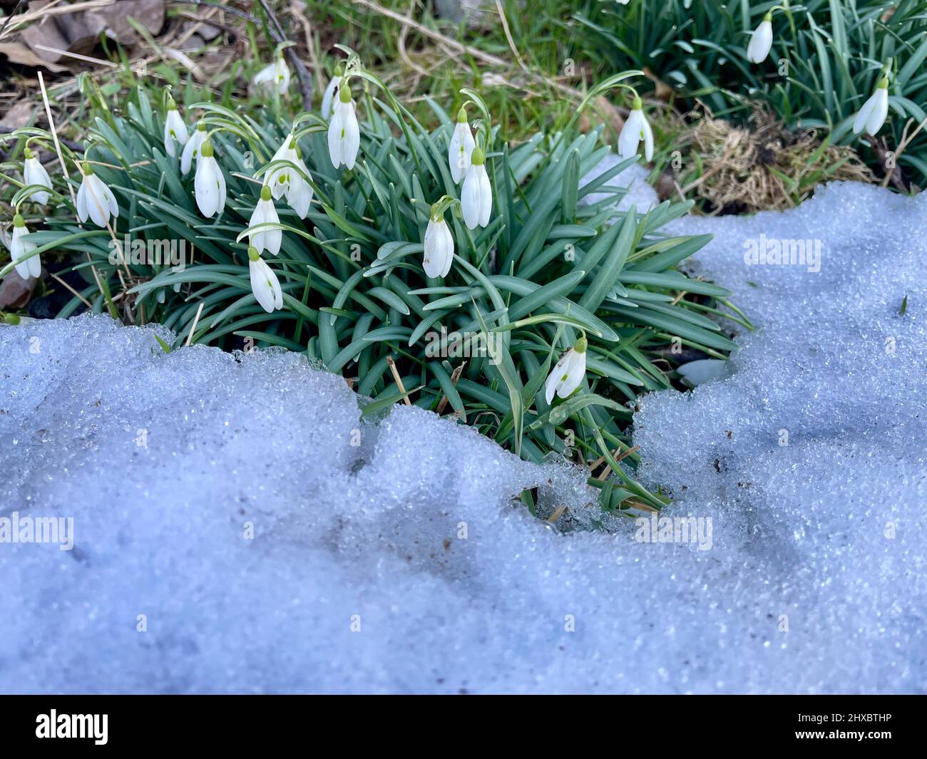 The first snowdrops bloom among the remnants of snow. Alternation of ...