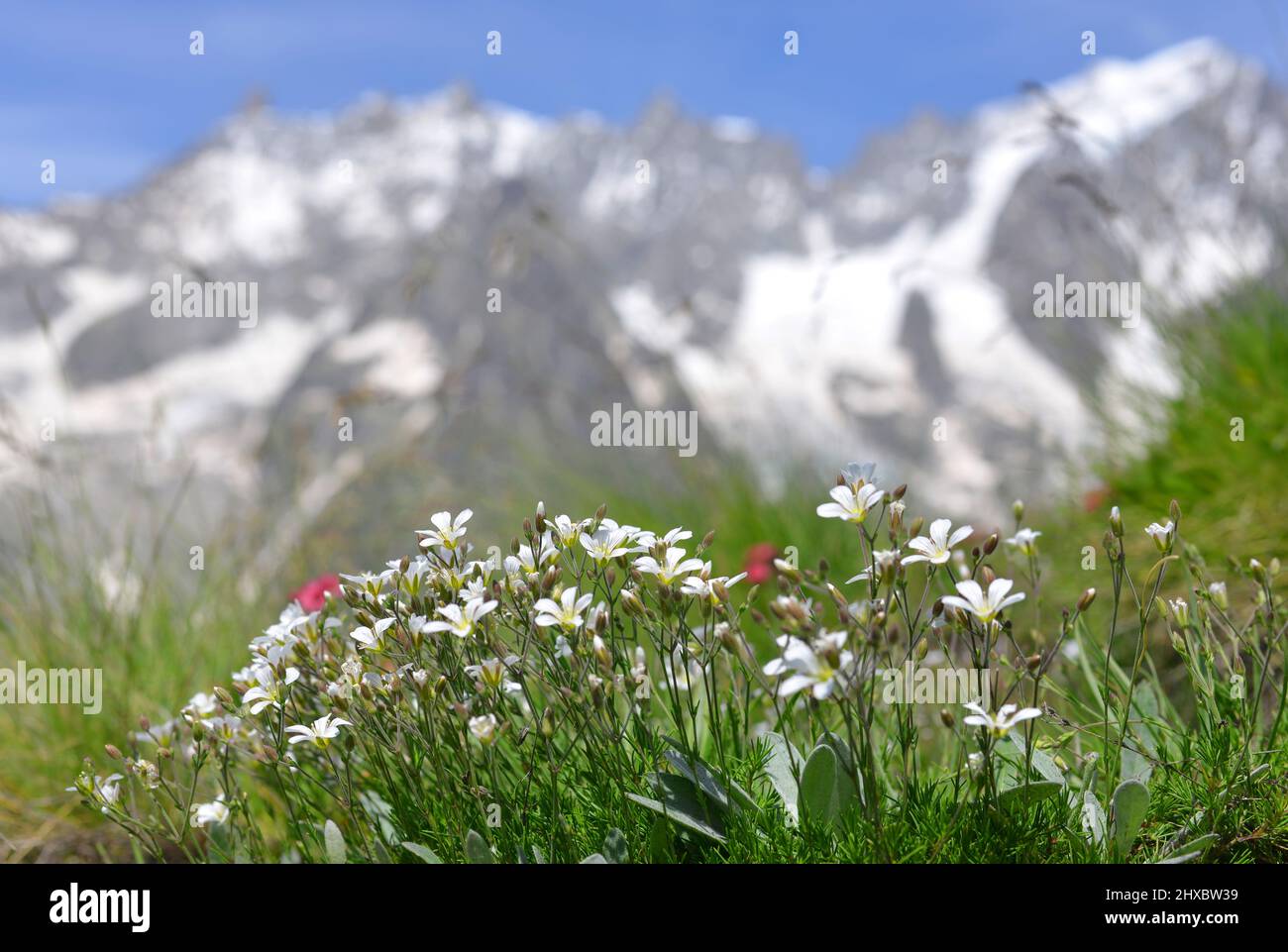 Mont blanc range spring flower hi-res stock photography and images - Alamy