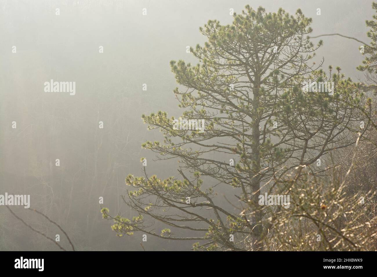 Pine tree on hillside with misty background. Stock Photo