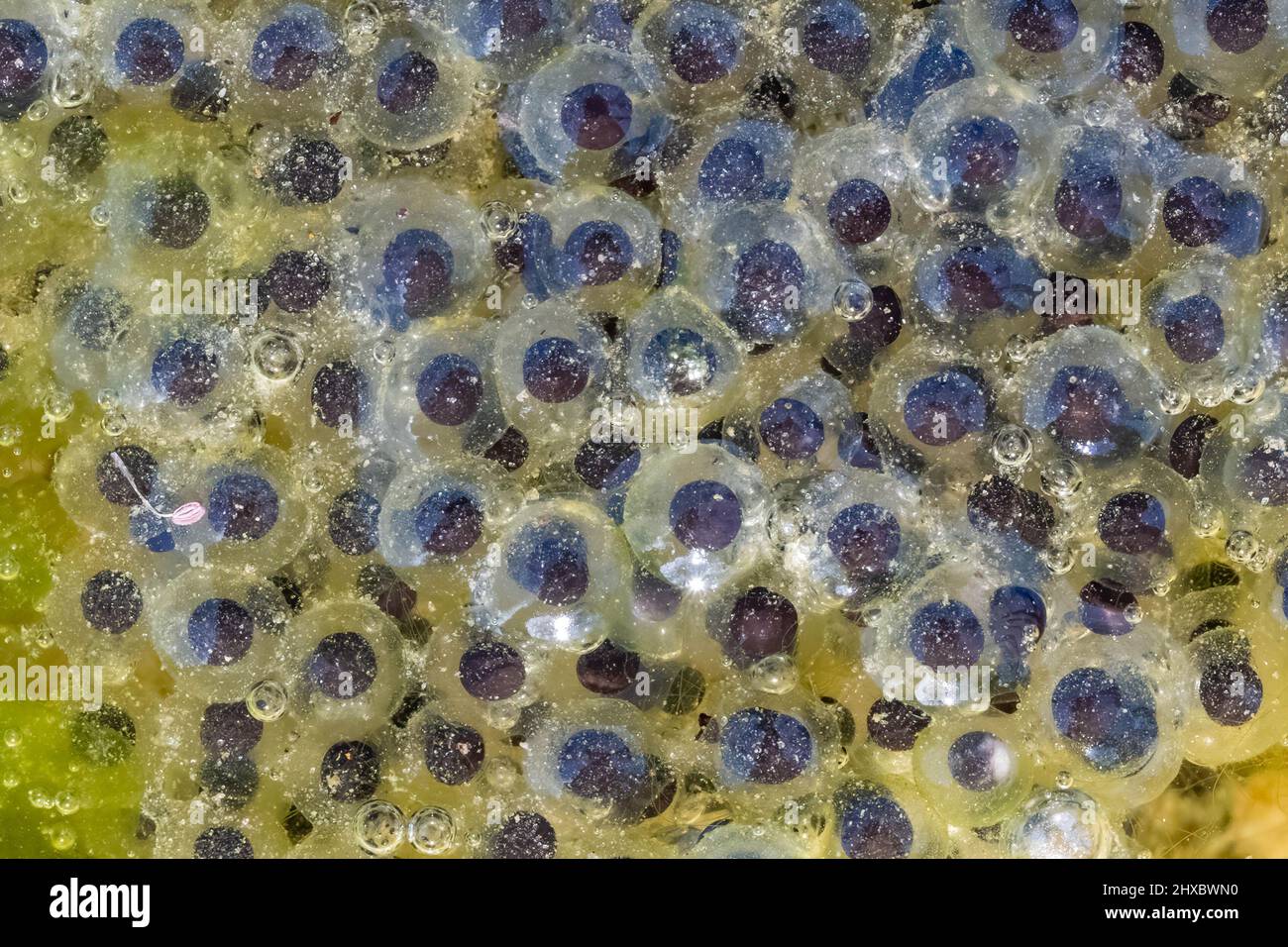 Closeup of a cluster of eggs of American Water Frogs (Genus Lithobates). Raleigh, North Carolina. Stock Photo