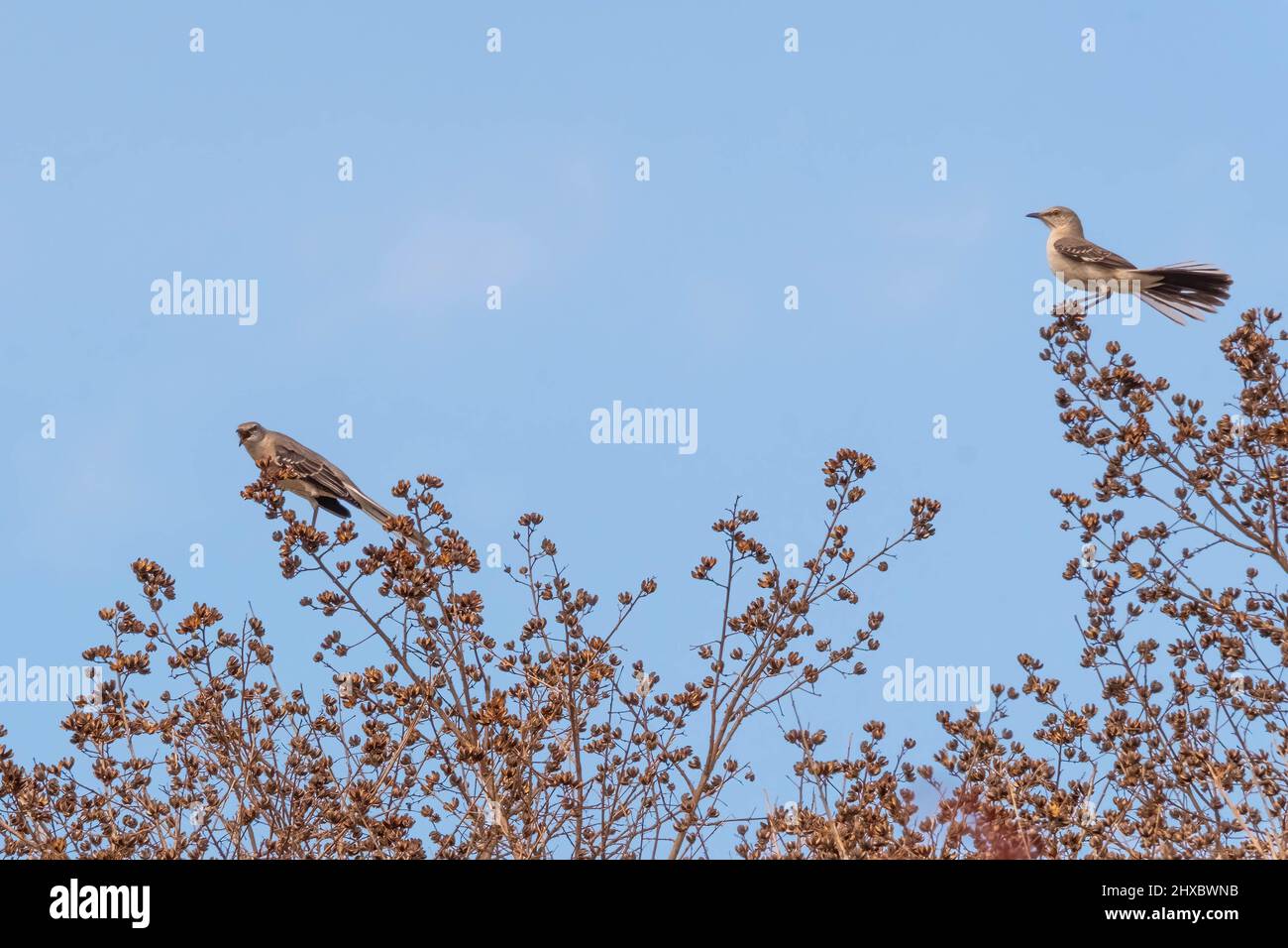 Springtime courting action among the Northern Mockingbirds (Mimus polyglottos). Raleigh, North Carolina. Stock Photo