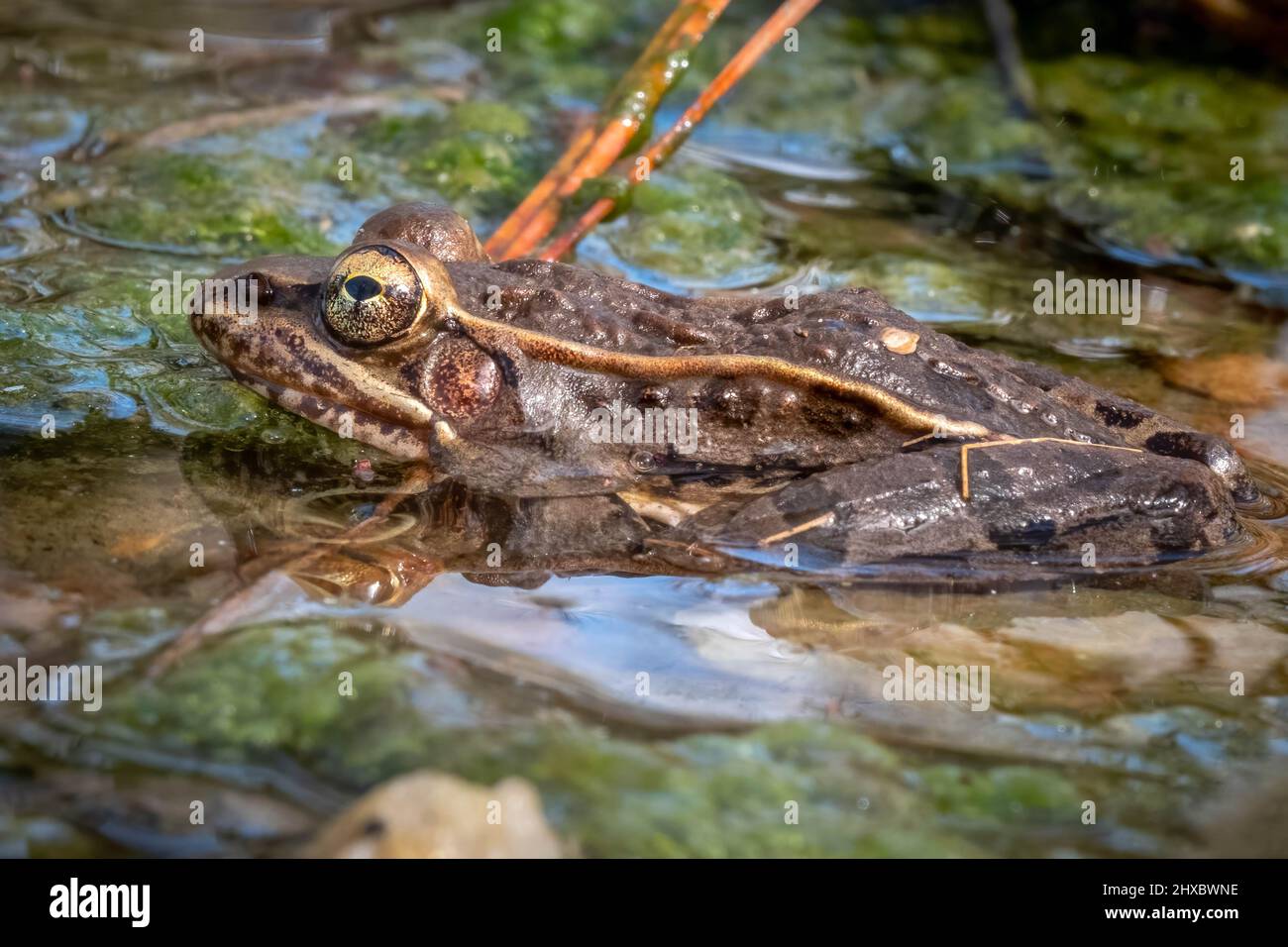 Profile view of a Southern Leopard Frog (Rana sphenocephala) resting in shallow water. Raleigh, North Carolina. Stock Photo
